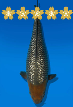 Koi Auktion Dainichi Soragoi JumboTosai Soragoi - 39cm GT03-1580