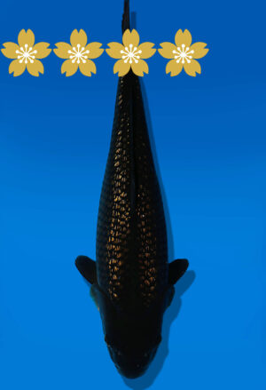 Koi Auktion Dainichi BlackDiamond JumboTosai BlackDiamond - 46cm GT03-1581