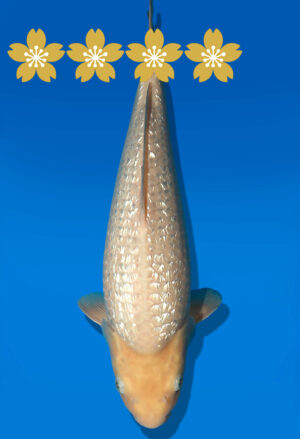 Koi Auktion Dainichi WhiteMonkey JumboTosai WhiteMonkey - 40cm GT03-1582