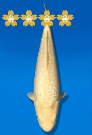 Koi Auktion Dainichi GinrinKarashigoi JumboTosai YellowMonkey - 40cm GT07-1648