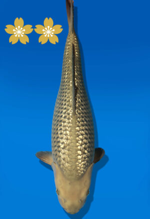 Koi Auktion Dainichi GinrinChagoi JumboTosai BrownMonkey - 42cm GT07-1650