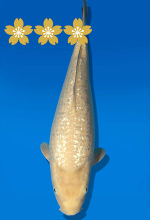Koi Auktion Dainichi GinrinKarashigoi JumboTosai YellowMonkey - 35cm GT07-1651