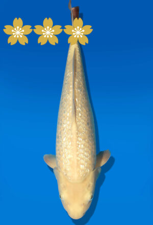 Koi Auktion Dainichi GinrinKarashigoi JumboTosai YellowMonkey - 40cm KT01-1663