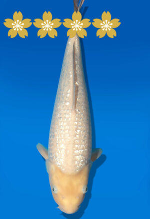 Koi Auktion Dainichi WhiteKarashigoi JumboTosai WhiteMonkey - 41cm KT01-1652