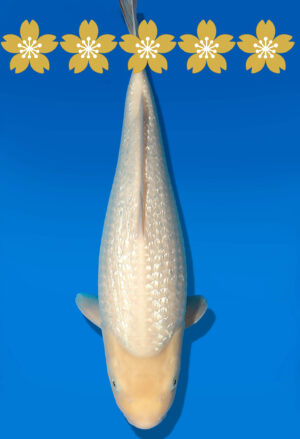 Koi Auktion Dainichi GinrinWhiteKarashi JumboTosai WhiteMonkey - 43cm KT02-1664