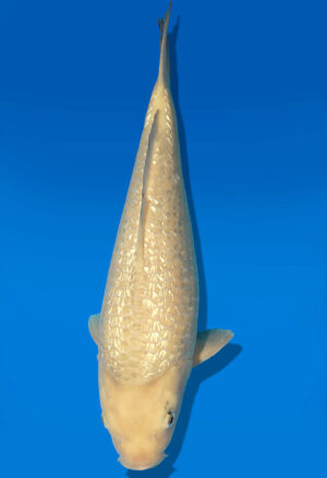 Koi Auktion Dainichi GinrinKarashigoi JumboTosai YellowMonkey - 35cm KT02-1665