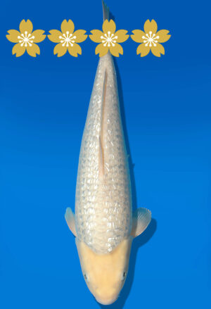 Koi Auktion Dainichi GinrinSoragoi JumboTosai SoraXGinrinSora - 40cm T09-1666