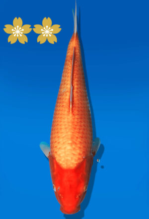 Koi Auktion Dainichi Benigoi JumboTosai RedTiger - 37cm T09-1653