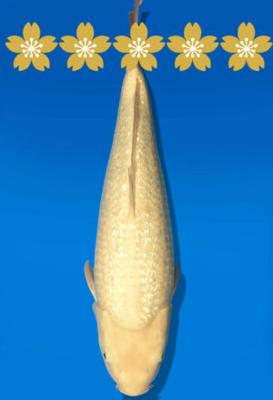 Koi Auktion Dainichi GinrinKarashigoi JumboTosai YellowMonkey - 41cm T09-1654