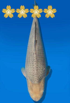 Koi Auktion Dainichi Chagoi JumboTosai BrownMonkey - 40cm T09-1667