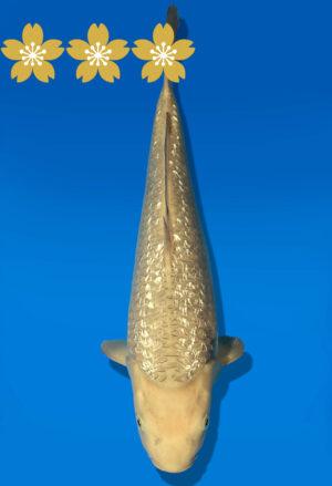 Koi Auktion Dainichi GinrinChagoi JumboTosai BrownMonkey - 37cm T10-1655