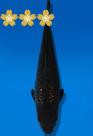 Koi Auktion Dainichi BlackDiamond JumboTosai BlackZeus - 41cm T10-1668