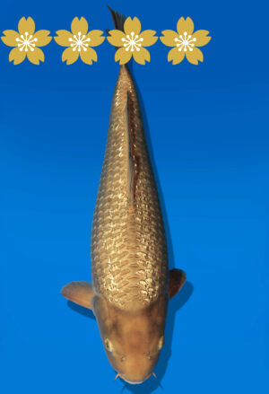 Koi Auktion Dainichi GinrinChagoi JumboTosai BrownMonkey - 38cm T10-1657