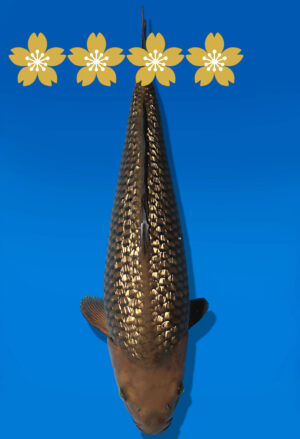 Koi Auktion Dainichi GinrinChagoi JumboTosai BrownMonkey - 40cm T10-1658
