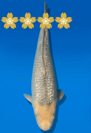 Koi Auktion Dainichi GinrinSoragoi JumboTosai SoraXGinrinSora - 43cm T10-1669