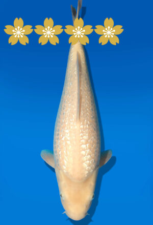 Koi Auktion Dainichi GinrinKarashigoi JumboTosai YellowMonkey - 40cm T10-1659