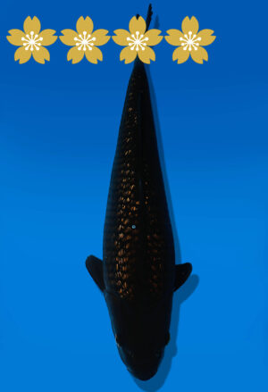 Koi Auktion Dainichi BlackDiamond JumboTosai BlackZeus - 37cm T10-1660