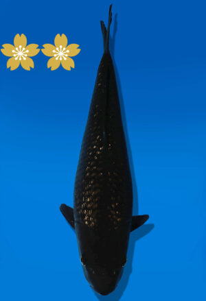 Koi Auktion Dainichi BlackDiamond JumboTosai BlackZeus - 36cm KT03-1670