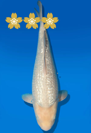 Koi Auktion Dainichi GinrinWhiteKarashi JumboTosai WhiteMonkey - 38cm KT03-1661