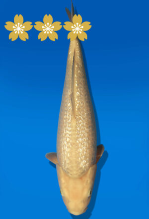 Koi Auktion Dainichi GinrinChagoi JumboTosai BrownMonkey - 40cm KT03-1671