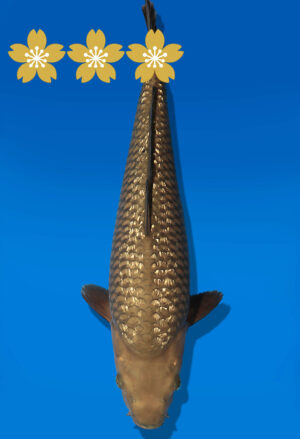 Koi Auktion Dainichi Chagoi JumboTosai BrownMonkey - 42cm KT03-1662