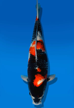 Koi Auktion Dainichi Showa JumboTosai NewMonroe - 45cm KT05-1699