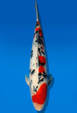 Koi Auktion Dainichi Sanke JumboTosai MSankeJr. - 45cm KT05-1700