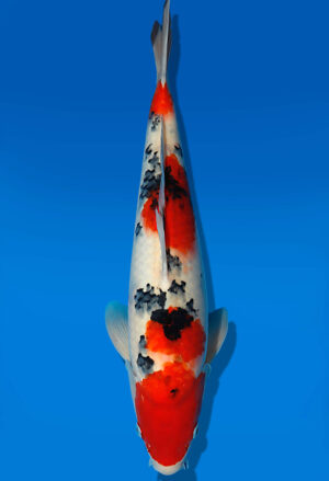 Koi Auktion Dainichi Sanke JumboTosai MSankeJr. - 40cm KT05-1701