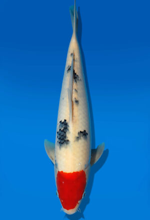 Koi Auktion Dainichi Tancho JumboTosai MSankeJr. - 38cm KT05-1702