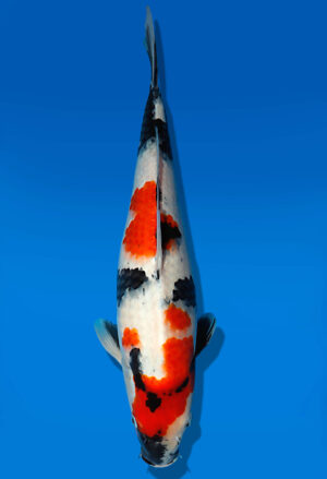 Koi Auktion Dainichi Showa JumboTosai NewMonroe - 40cm GT05-1703