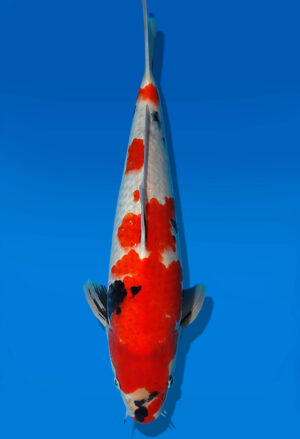 Koi Auktion Dainichi Showa JumboTosai NewMonroe - 40cm KT05-1718