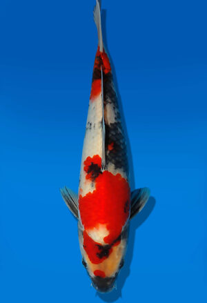 Koi Auktion Dainichi Showa JumboTosai NewMonroe - 30cm KT05-1719