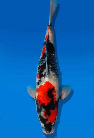 Koi Auktion Dainichi Showa JumboTosai NewMonroe - 38cm KT05-1704