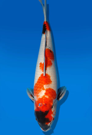 Koi Auktion Dainichi Showa JumboTosai NewMonroe - 44cm KT04-1720