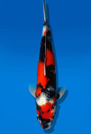 Koi Auktion Dainichi Showa JumboTosai NewMonroe - 45cm KT04-1705
