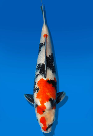 Koi Auktion Dainichi Showa JumboTosai NewMonroe - 41cm KT04-1707