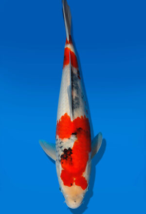 Koi Auktion Dainichi Showa JumboTosai NewMonroe - 36cm KT04-1706