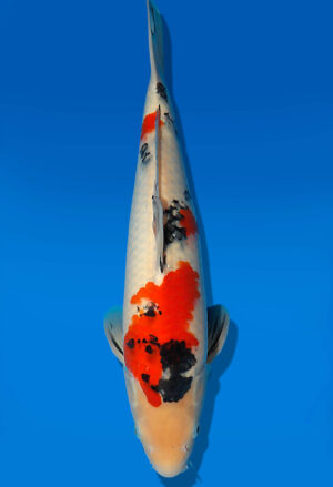 Koi Auktion Dainichi Sanke JumboTosai Mr.Big - 42cm T13-1721