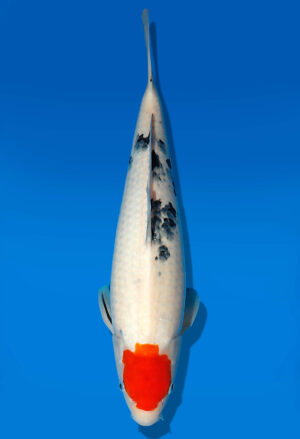 Koi Auktion Dainichi TanchoSanke JumboTosai Mr.Big - 42cm T13-1722