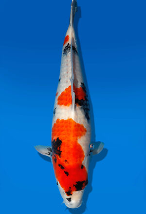 Koi Auktion Dainichi Showa JumboTosai Monroe - 47cm T13-1723