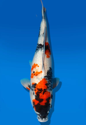 Koi Auktion Dainichi Showa Nisai Monroe female 40cm T13-1724