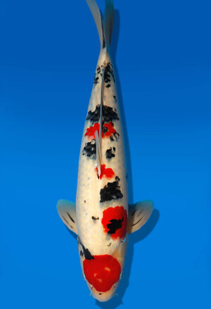Koi Auktion Dainichi Sanke Nisai Mr.Big male 48cm T13-1708