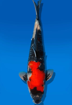 Koi Auktion Dainichi Showa Nisai MonaLisa male 54cm T13-1725