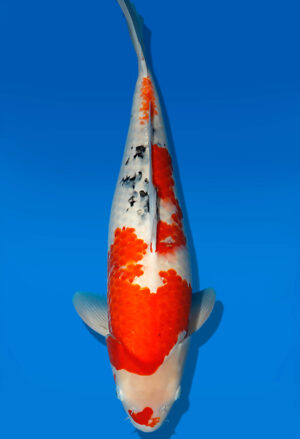 Koi Auktion Dainichi Sanke Nisai Mr.Big female 55cm T13-1709