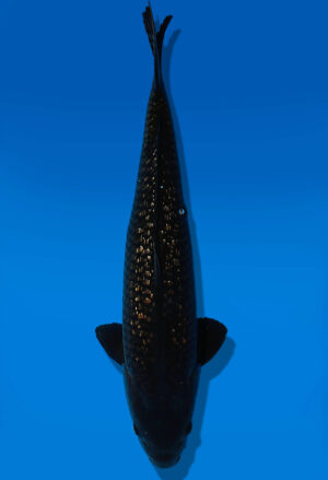 Koi Auktion Dainichi BlackDiamond Nisai BlackZeus male 51cm T13-1710
