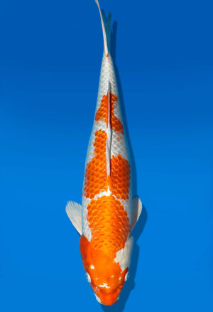 Koi Auktion Dainichi Kujaku Nisai Maru/Oomo female 51cm T13-1726