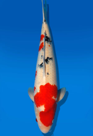 Koi Auktion Dainichi Sanke Nisai Mr.Big male 53cm T13-1711