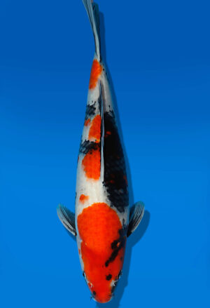 Koi Auktion Dainichi Showa Nisai MonaLisa male 46cm T13-1712