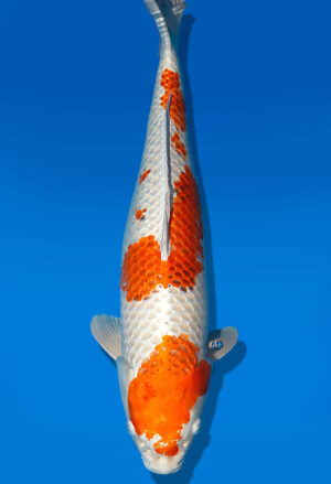 Koi Auktion Dainichi Kujaku Nisai Maru/Omos female 59cm T13-1727