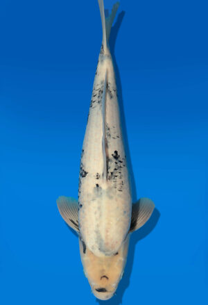 Koi Auktion Dainichi Shiro Nisai Monroe male 47cm T13-1728